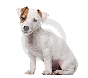 Jack Russell Terrier puppy in front of a white background