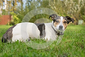 Jack russell terrier puppy on the grass