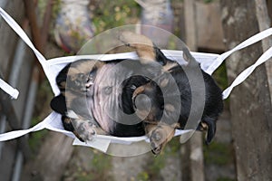 Jack Russell terrier puppy lies in a mask. to rest on his back