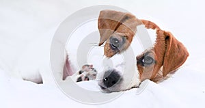 Jack Russell terrier puppy lies on the sofa. Caring