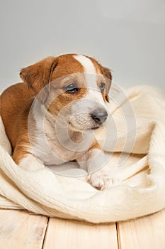 Jack Russell Terrier puppy lies on wood floor