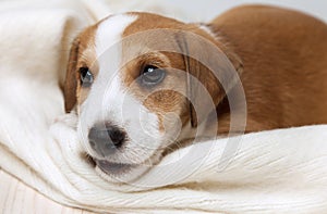 Jack Russell Terrier puppy lies on wood floor