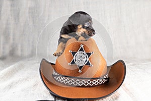 Jack Russell Terrier puppy is lying on a cowboy hat. A brown black dog of 5 weeks old