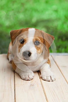 Jack Russell Terrier puppy outdoors lies on wood floor