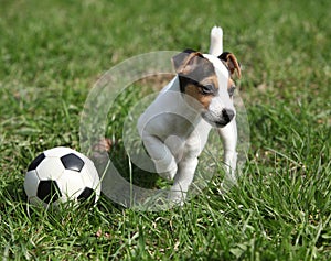 Jack russell terrier puppy playing