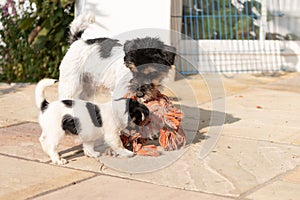 Jack Russell Terrier puppy is playing with his mother. Dog 7,5 weeks old