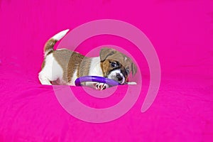 Jack Russell terrier puppy playing with a purple puller on a bright pink background.