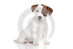 Jack Russell terrier puppy portrait