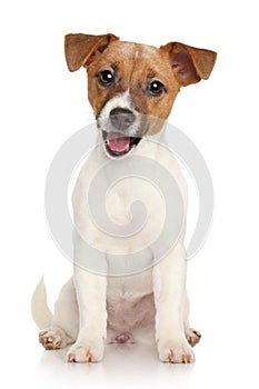 Jack Russell terrier puppy. Portrait on white background