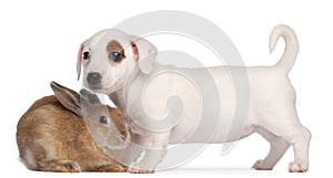 Jack Russell Terrier puppy and a rabbit