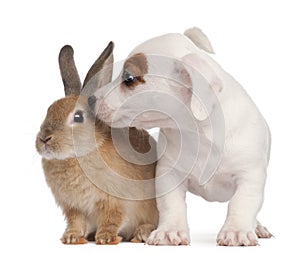 Jack Russell Terrier puppy and a rabbit