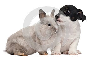 Jack Russell Terrier puppy and a rabbit