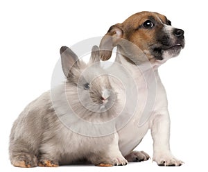 Jack Russell Terrier puppy and a rabbit