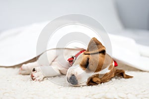 Jack russell terrier puppy with red collar