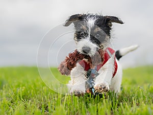 Jack Russell Terrier puppy runs across a green meadow with a toy in its mouth. Dog is 8 weeks young