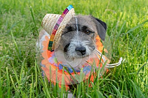 Jack russell terrier puppy in sambrero and hawaiian garlands on a background of green grass. Hello summer photo