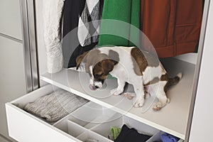 Jack Russell Terrier puppy sits in the closet. Wardrobe storage.