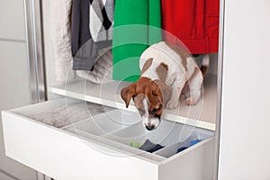 Jack Russell Terrier puppy sits in the closet. Wardrobe storage.