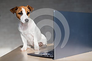 Jack Russell Terrier puppy is sitting in front of a laptop. A small smart dog is working on a laptop computer.