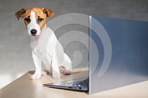 Jack Russell Terrier puppy is sitting in front of a laptop. A small smart dog is working on a laptop computer.