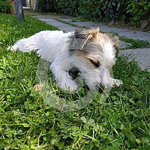 Jack Russell Terrier puppy sleeping on the grass, portrait.