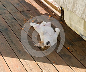 Jack russell terrier puppy sleeps upside down on the terrace on a sunny spring day.