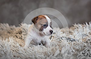 Jack Russell Terrier puppy with spots on the muzzle, sitting on a terry carpet