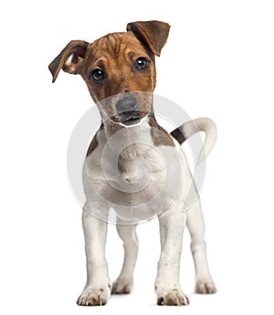Jack Russell Terrier puppy standing up (3 months old)