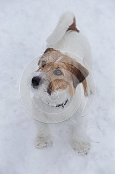 Jack russell terrier puppy is standing on a white snow in the winter park. Pet animals
