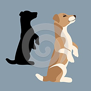 Jack russell terrier puppy vector illustration flat