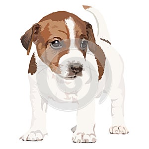 Jack russell terrier puppy vector isolated on white