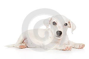 Jack Russell terrier puppy on white background