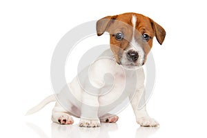 Jack Russell Terrier puppy on white background