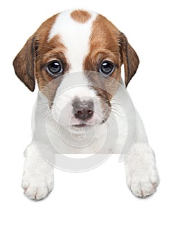 Jack Russell terrier puppy on a white banner