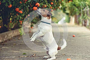 Der Hund aus mandarinen versuchen auf der auszurauben niedrig hängend ein Baum Zweig 