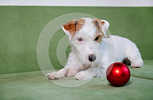 Jack Russell Terrier with red bouble on green sofa