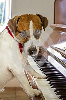 Jack russell terrier with a red butterfly around his neck plays music on the piano, vertical photo