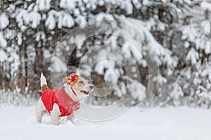 Jack Russell Terrier in a red jacket, hat and scarf stands in the forest. There is a snowstorm in the background