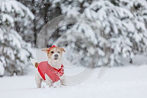 Jack Russell Terrier in a red jacket, hat and scarf stands in the forest. There is a snowstorm in the background