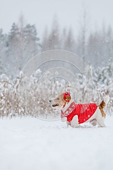 Jack Russell Terrier in a red jacket, hat and scarf stands in the forest. There is a snowstorm in the background