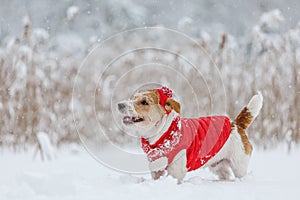 Jack Russell Terrier in a red jacket, hat and scarf stands in the forest. There is a snowstorm in the background