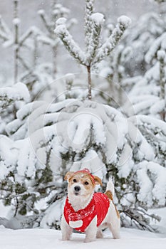 Jack Russell Terrier in a red jacket, hat and scarf stands in the forest. There is a snowstorm in the background