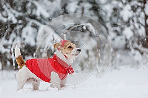 Jack Russell Terrier in a red jacket, hat and scarf stands in the forest. There is a snowstorm in the background