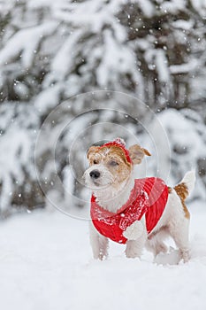 Jack Russell Terrier in a red jacket, hat and scarf stands in the forest. There is a snowstorm in the background