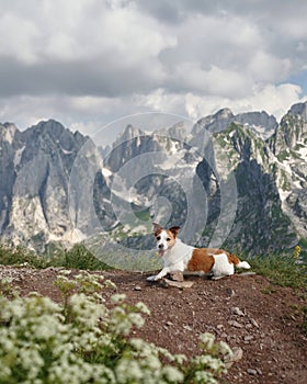 A Jack Russell Terrier rests on a mountain trail, a relaxed sentinel in the wild