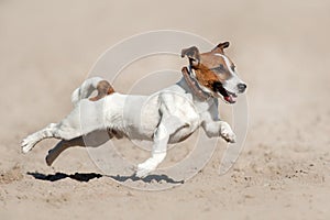 Jack russell terrier run