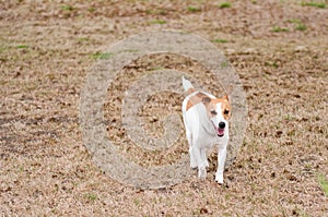 Jack Russell Terrier running in grass