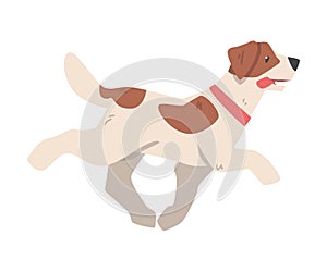 Jack Russell Terrier Running, Side View of Pet Animal with Brown and White Coat Cartoon Vector Illustration