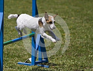 Jack Russell terrier runs agility course