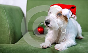 Jack Russell Terrier in santa hat on green sofa christmas with bouble